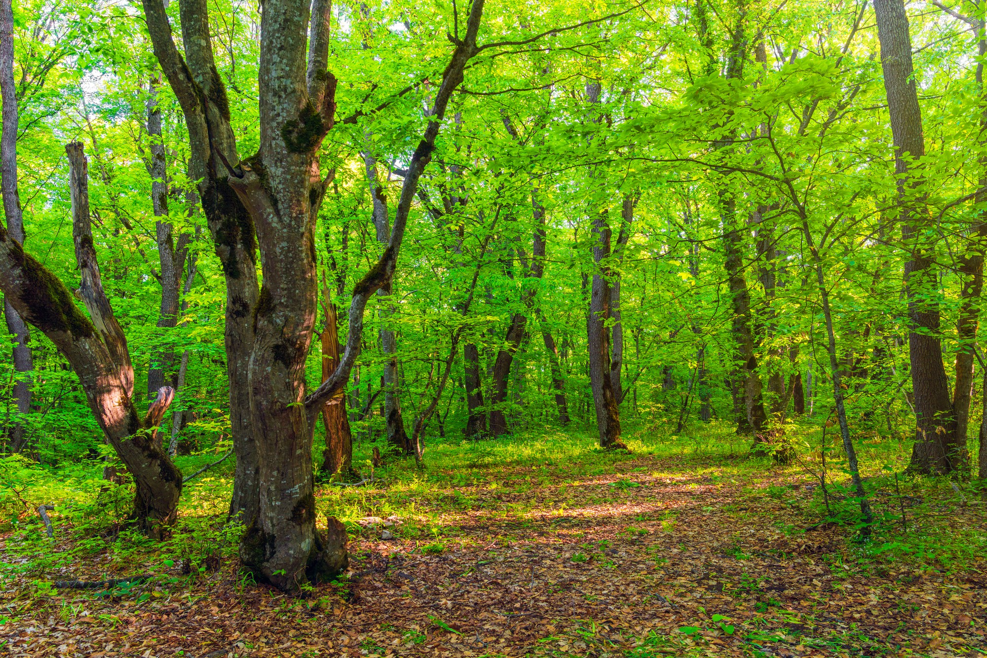 En Multiva Asset Management